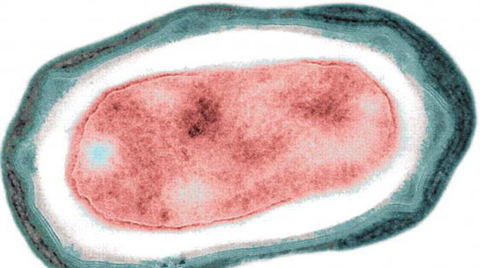 verschil tussen schimmelsporen en sporen van bacteriën