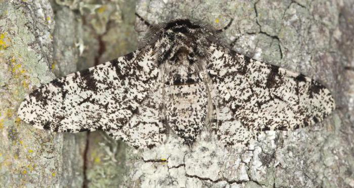 natuurlijke selectie van soorten natuurlijke selectie