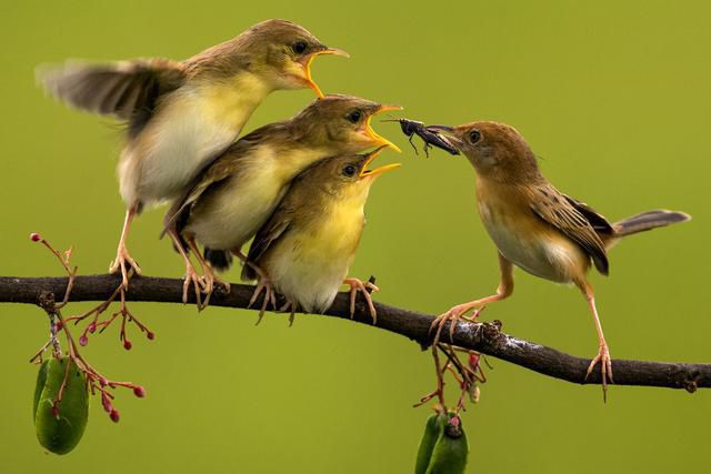 soorten natuurlijke selectietabel