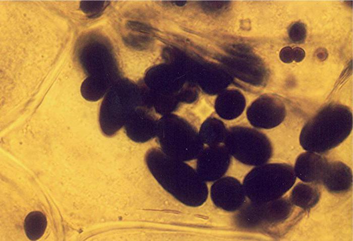 Functie van leukoplasten. Kenmerken van de structuur van leukoplasten