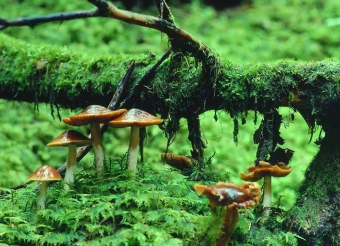 Interessante feiten over paddenstoelen. Waarom hebben de paddestoelen zich gescheiden in een onafhankelijk koninkrijk?