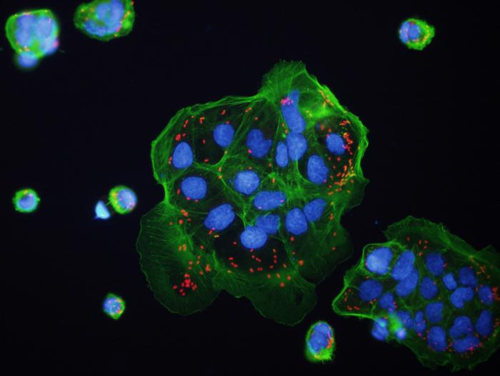 Hoe vermenigvuldigen bacteriën zich onder gunstige en ongunstige omstandigheden?