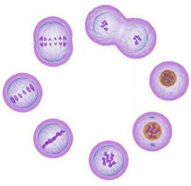Als gevolg van mitose worden nieuwe cellen gevormd: de kenmerken en de betekenis van het proces