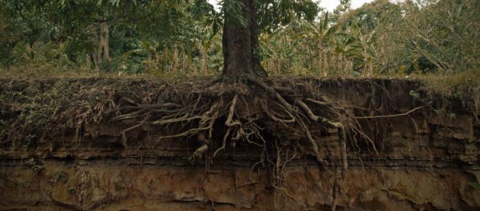 Wat is de functie van de wortelharen van planten?