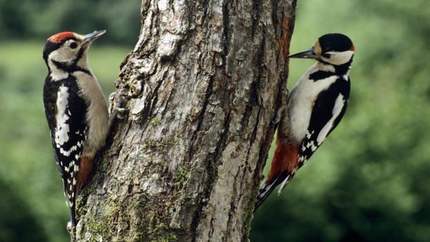 Snavel van vogels: structuur (foto)