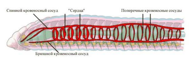 De structuur van de bloedsomloop van de regenworm