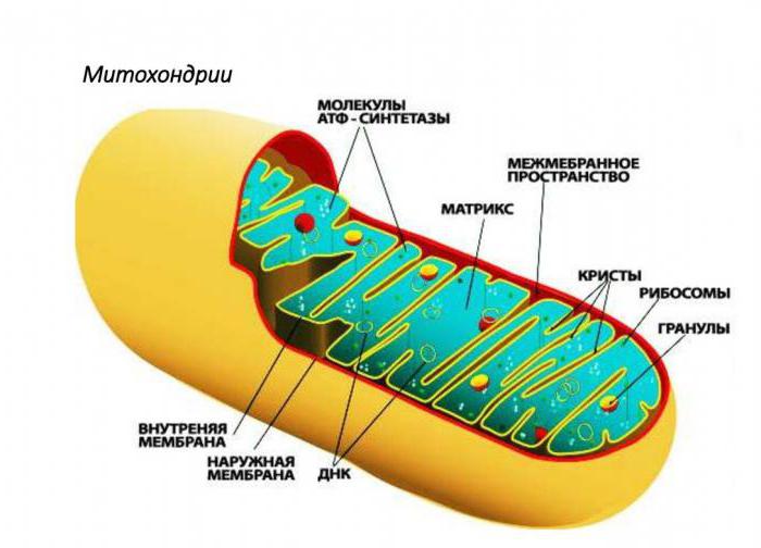 wetenschap die de rol van mitochondria in metabolisme bestudeert