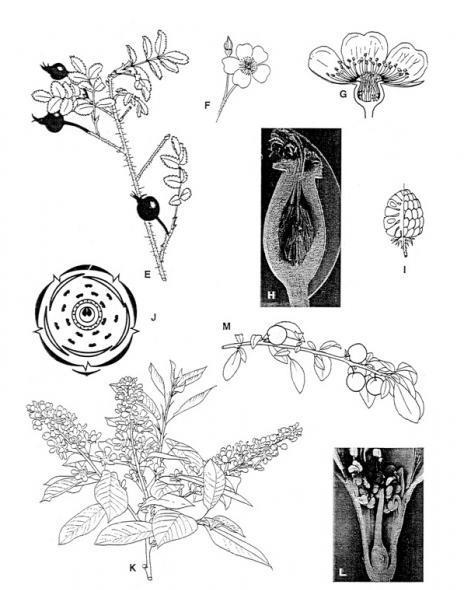  rooskleurige bloemstructuurformule 