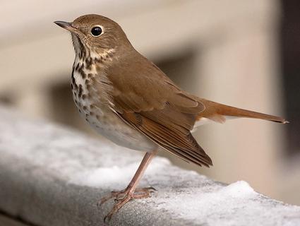 Bedenk welke vogels naar het zuiden vliegen en welke blijven