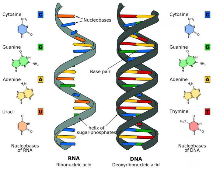 functies van DNA en RNA in het lichaam