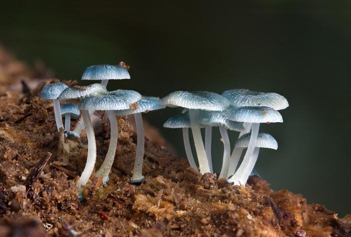 Interessante biologie. Waarom worden schimmels en bacteriën vernietigers genoemd?