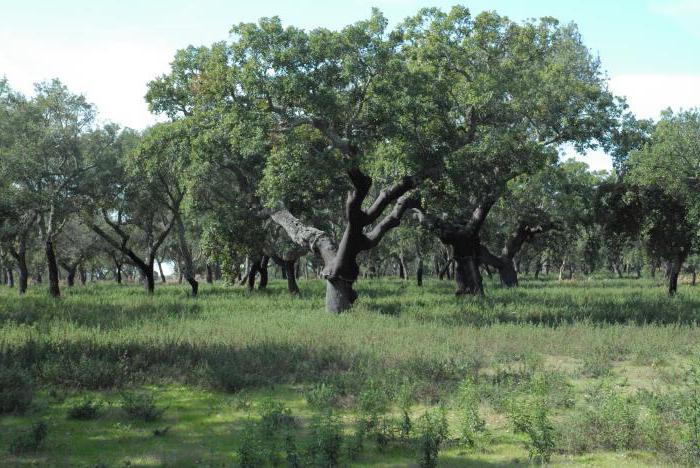 Hardbladige en groenblijvende bossen en heesters: geografie, flora en fauna