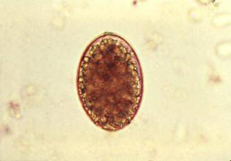 de structuur van runderen lintworm