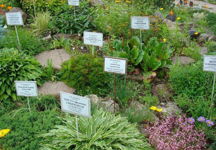 Kirov Botanical Garden - betere plek voor eenzaamheid met de natuur