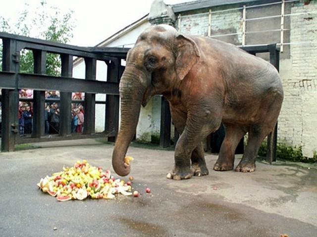 uren werk bij de Perm Zoo-dieren