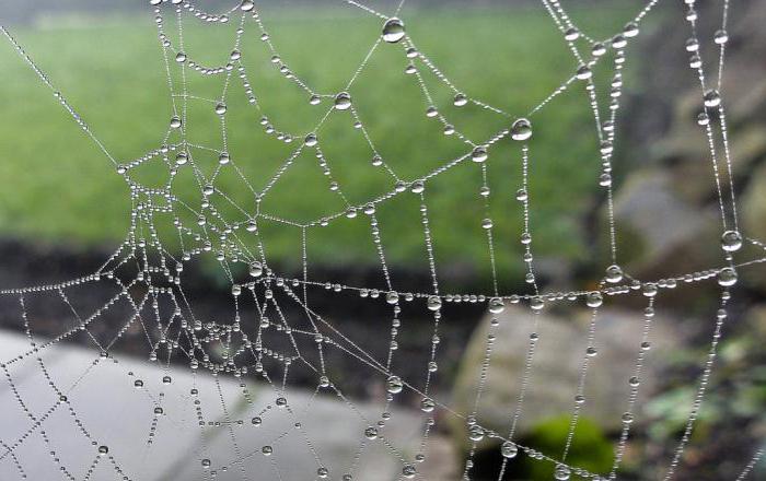 hoe te stoppen met bang zijn voor spiders manieren van behandeling