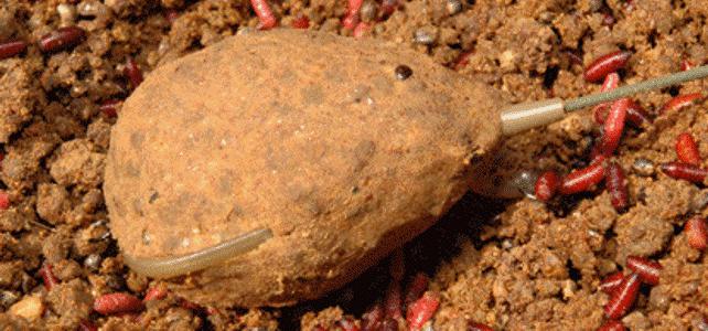 vangen van vis op de feeder