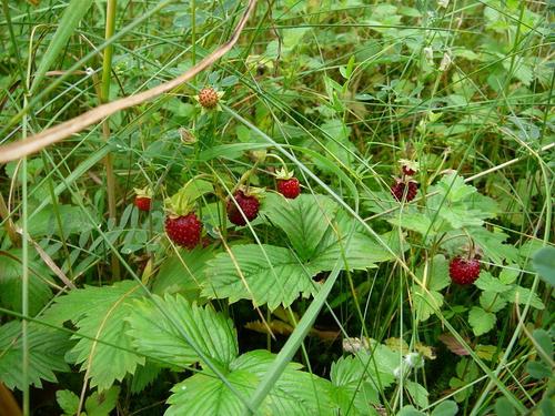 aardbeien bosbouw dan nuttig