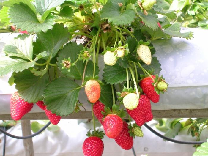 geneeskrachtige eigenschappen van aardbeienbos