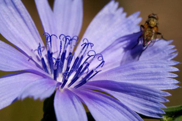 hoeveel druppels drinken tincturen van bloemenlof