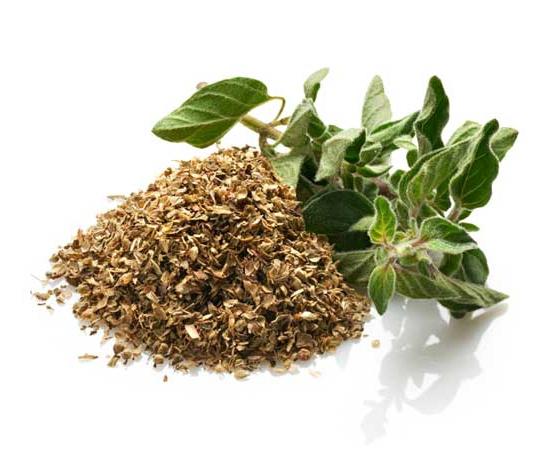 Oregano. Therapeutische eigenschappen en contra-indicaties voor gebruik