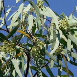 Eucalyptus. De genezende eigenschappen van een unieke boom