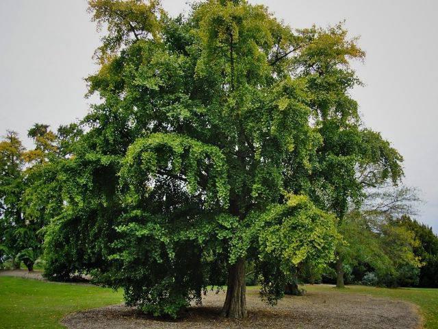 ginkgo boom