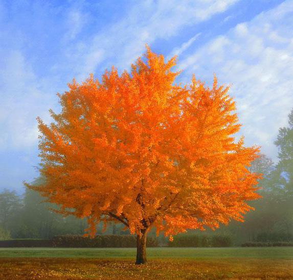 afbeeldingen van ginkgo-bomen