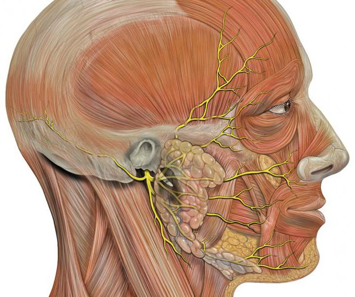 Gezichtszenuw: anatomie, patroon, structuur, functies en kenmerken