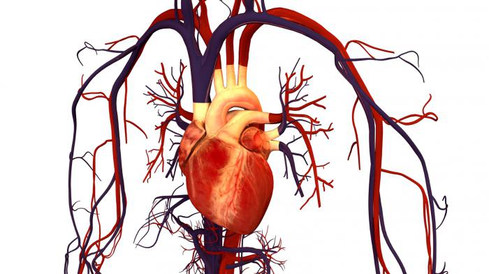 Lipidogram - wat is het?