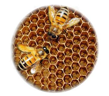 Royal jelly: eigenschappen en contra-indicaties