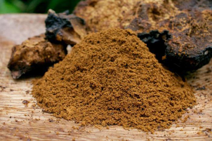 berk chaga infusie