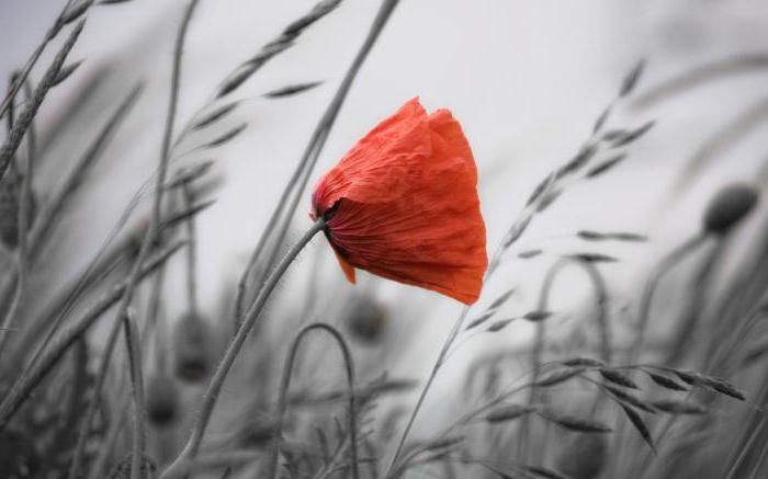 De voordelen en schade van papaver. Papaverzaad: goed en slecht. Drogen met maanzaad: profiteren en schaden