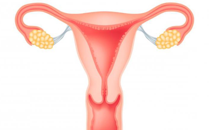 endometrium 10 mm wat betekent het